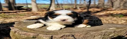 Mini Bernedoodle dogs for sale: Ellie - Ad 1