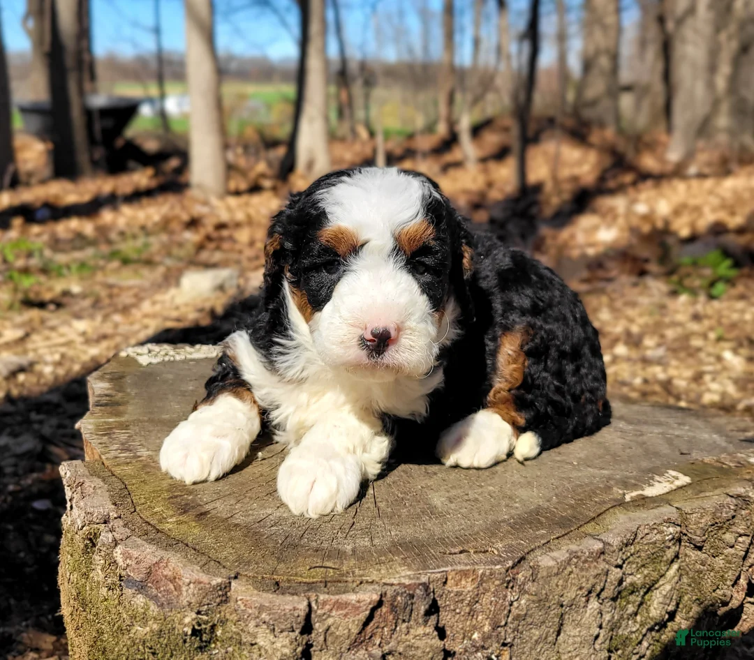 Mini Bernedoodle dogs for sale: Ellie - Ad 1