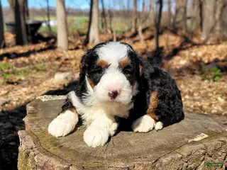 Mini Bernedoodle dogs Ellie - Ad 27