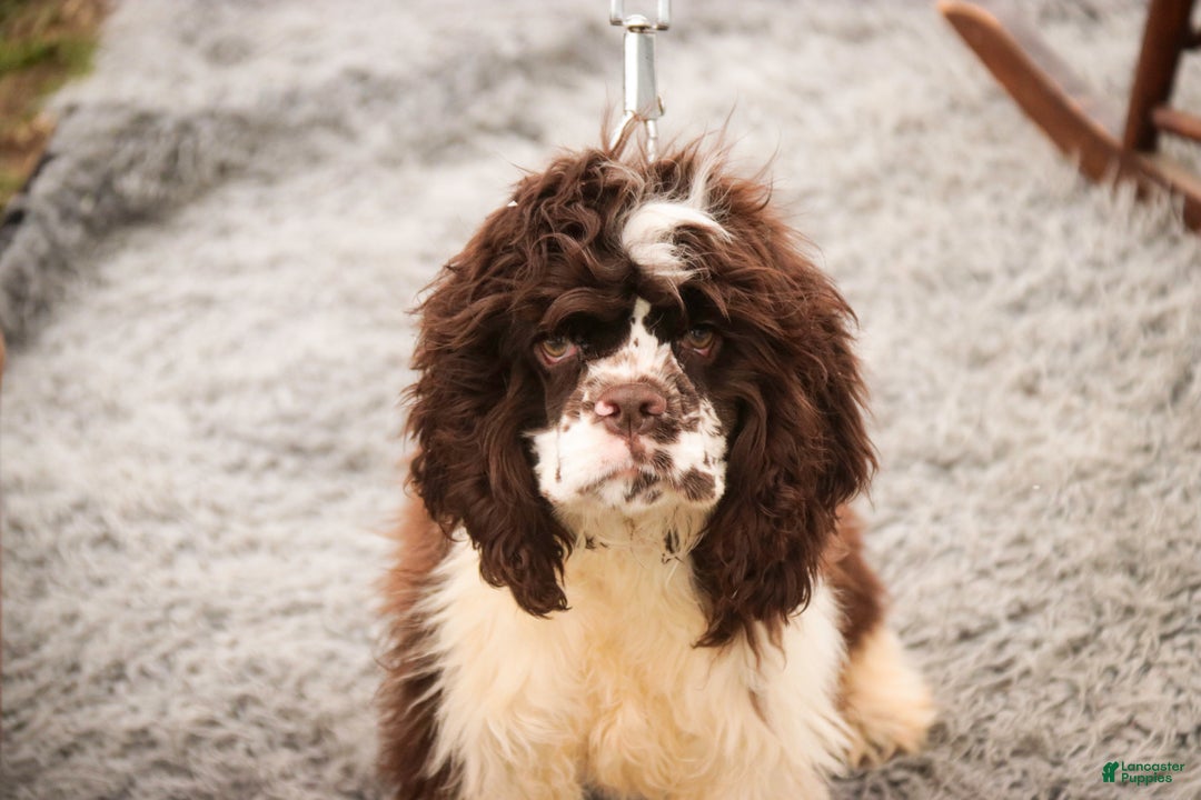 Cocker Spaniel dogs for sale: Pippin - Ad 4