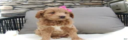Mini Goldendoodle dogs for sale: Chloe - Ad 15