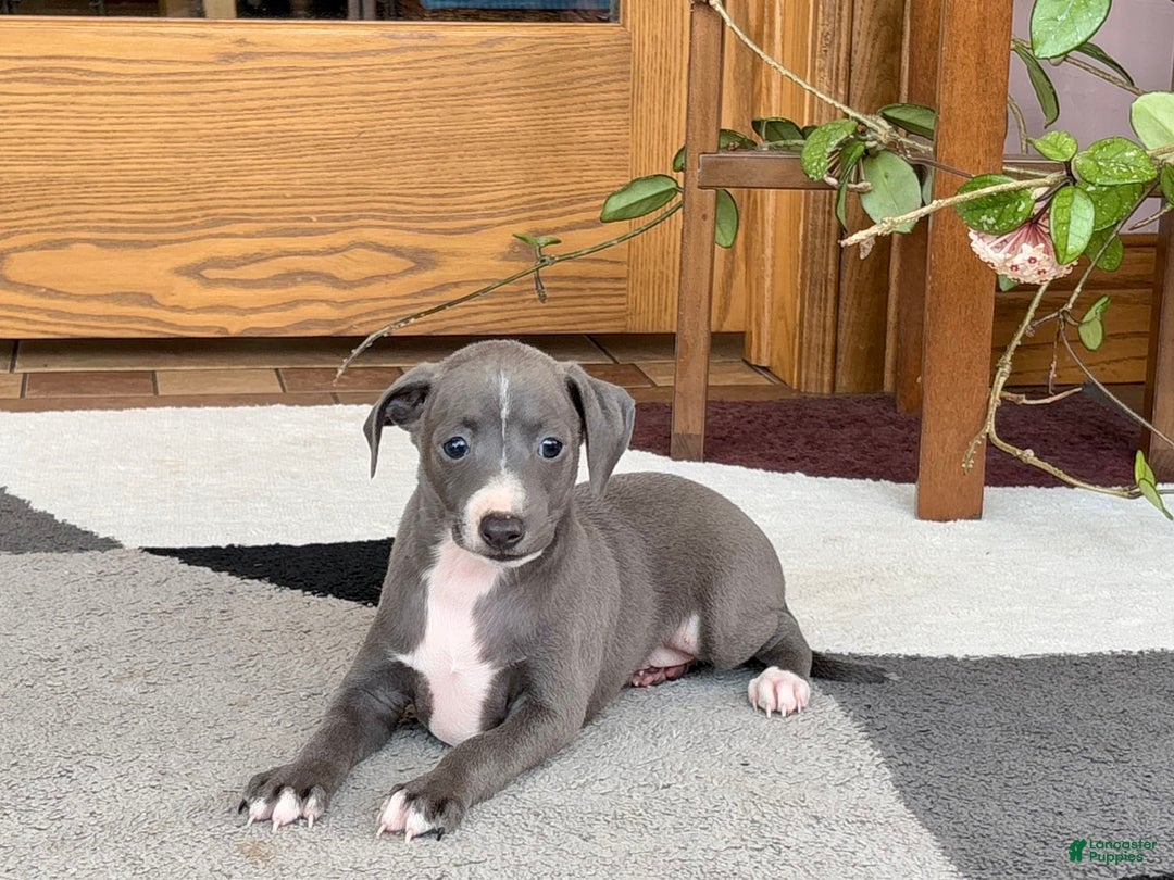 Italian Greyhound dogs for sale: JJ - Ad 2