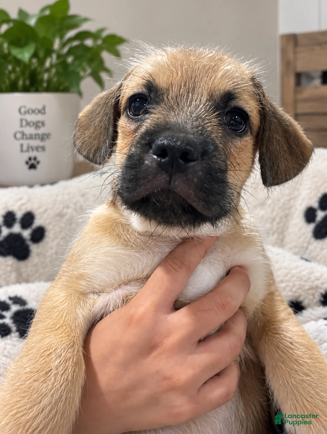 Mixed Breed dogs for sale: Mixed Breed 2 - Ad 1