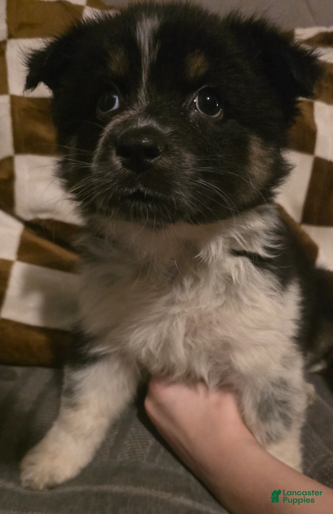 Australian Shepherd dogs for sale: Female 2 - Ad 2