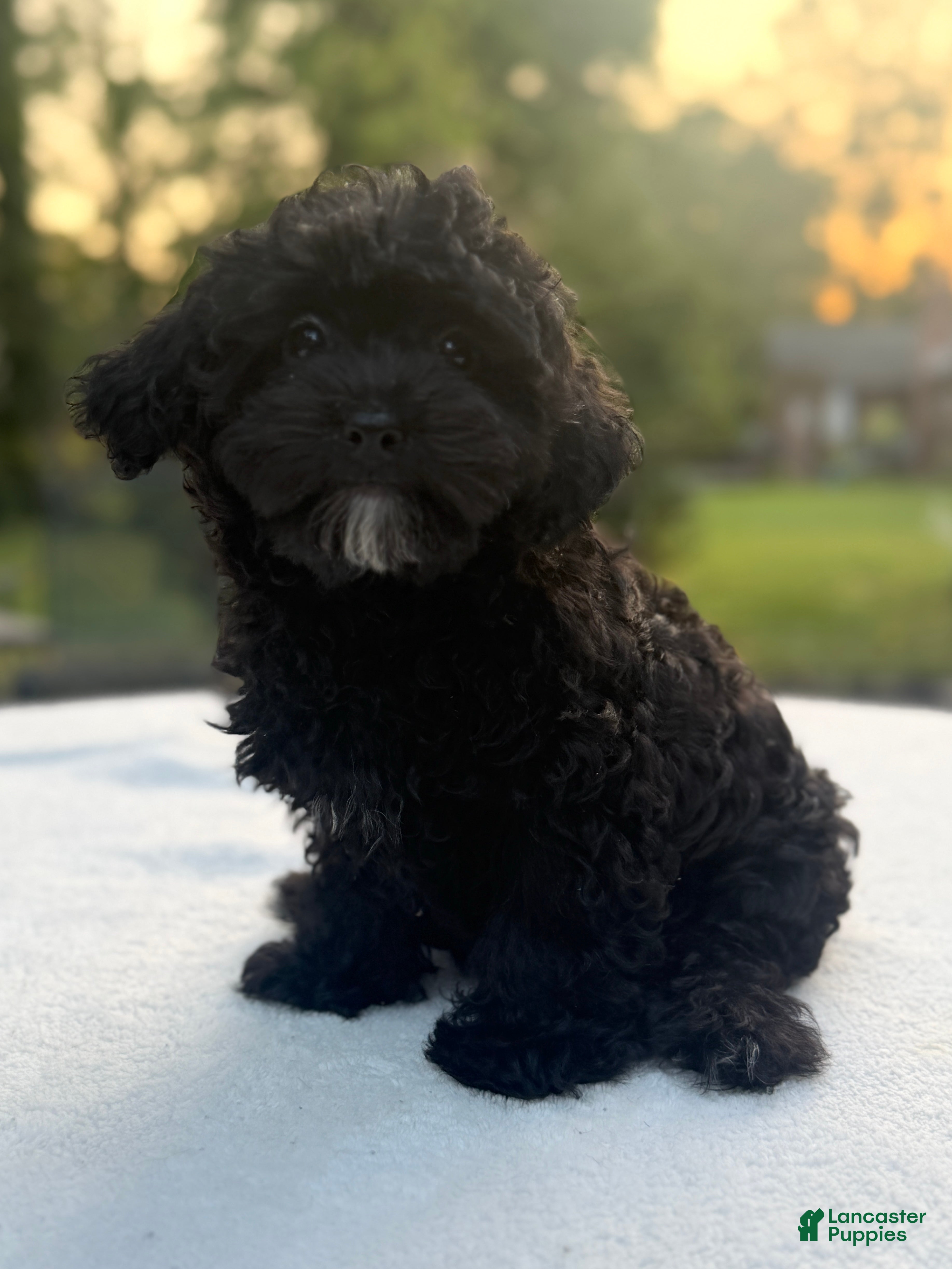 Mixed Breed dogs Homer - Ad 2