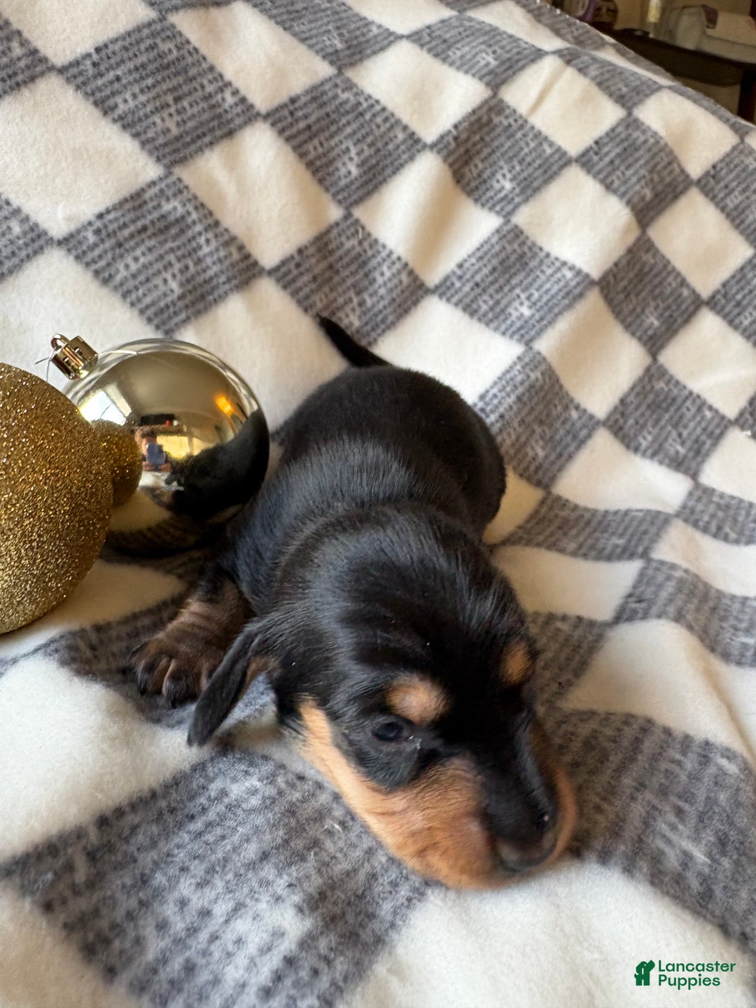 Dachshund dogs for sale: Big Bear - Ad 4
