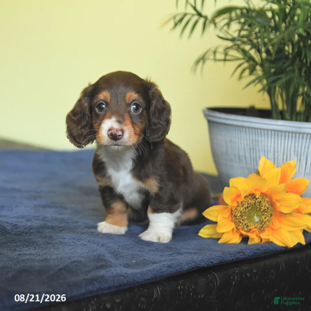 Miniature Dachshund dogs for sale: Mark  - Ad 2