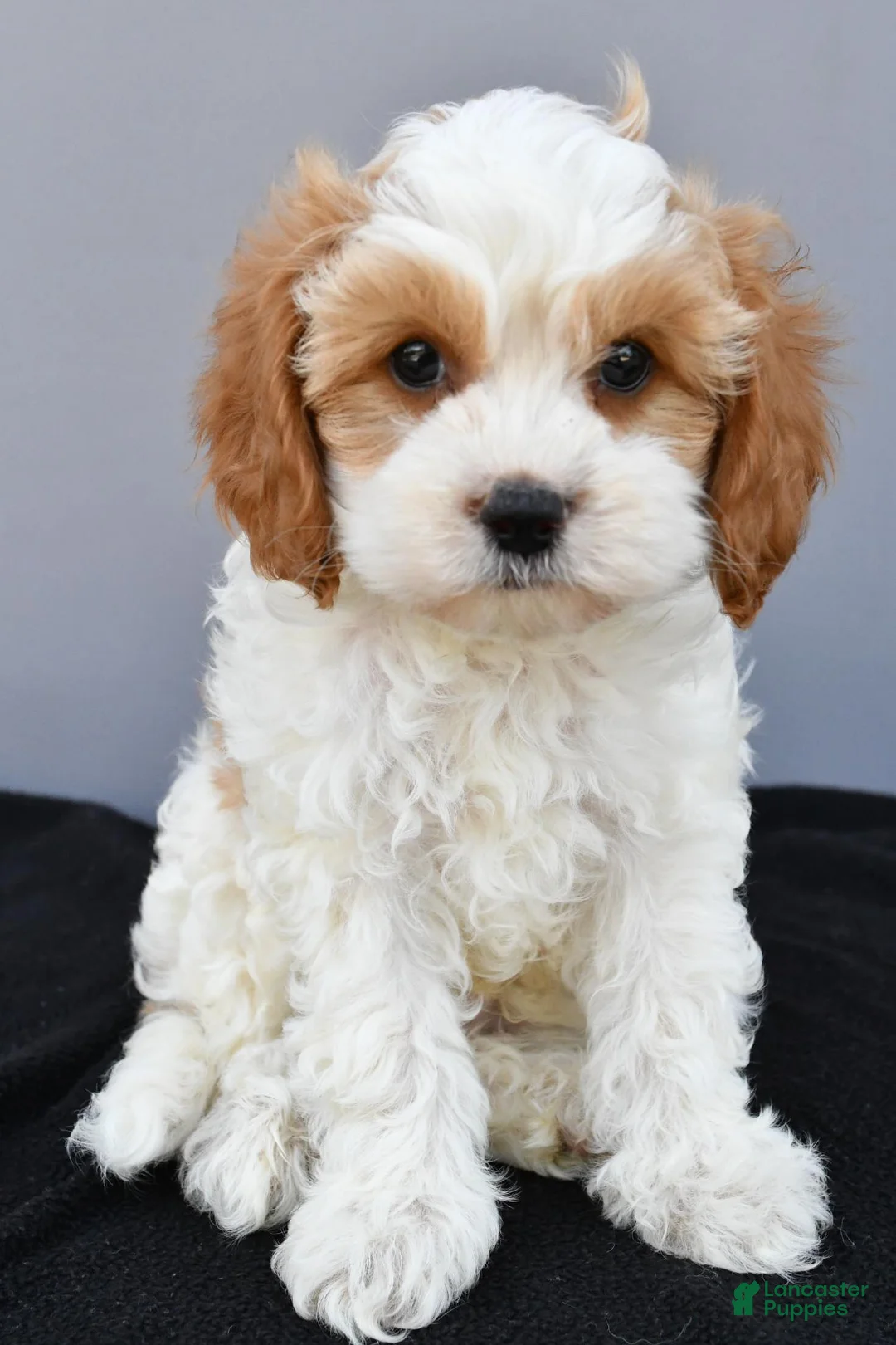 Cavapoo dogs for sale: Nash - Ad 2