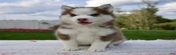 Pomsky dogs for sale: Fiona - Ad 1
