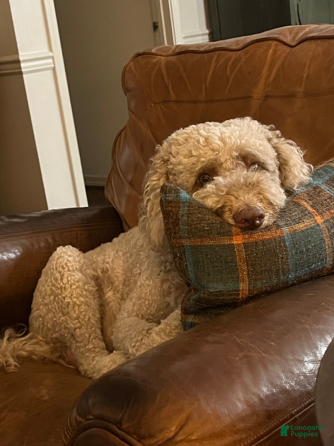 Mixed Breed dogs for sale: Doubledoodle Female Puppy - Ad 5