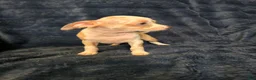 Chihuahua dogs for sale: Kash  - Ad 7