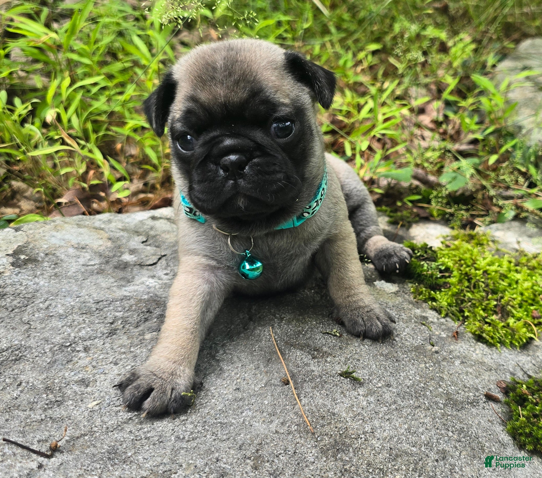 Pug dogs Christy - Ad 1