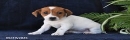 Jack Russell Terrier dogs for sale: Vivian - Ad 4