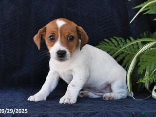 Jack Russell Terrier dogs - Ad 37