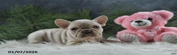 French Bulldog dogs for sale: Ashley - Ad 5