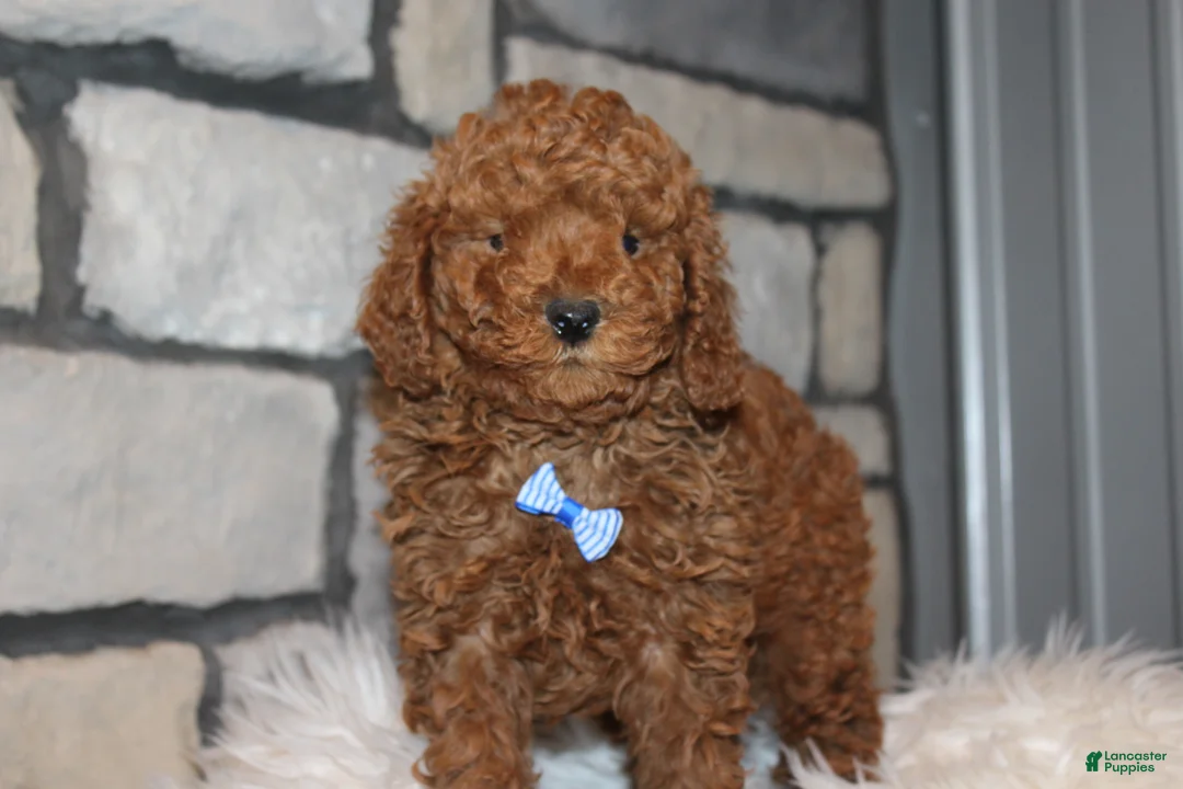 Miniature Poodle dogs for sale: AKC JAX - Ad 5