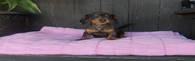 Roxie
