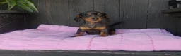 Miniature Dachshund dogs for sale: Roxie - Ad 1
