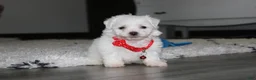 Bichon Frise dogs for sale: ❤️Jojo❤️ - Ad 4