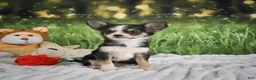 Chihuahua dogs for sale: Precious - Ad 10