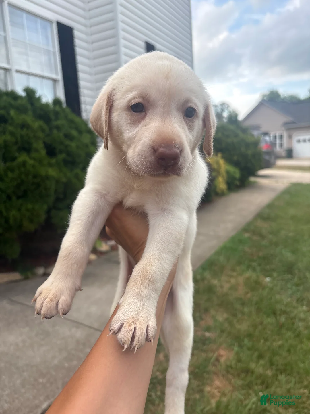 Labrador Retriever dogs for sale: Oliver  - Ad 2