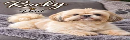 Shih Tzu dogs for sale: Bambi - Ad 4