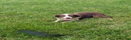 Miniature Australian Shepherd dogs for sale: Zeta - Ad 9