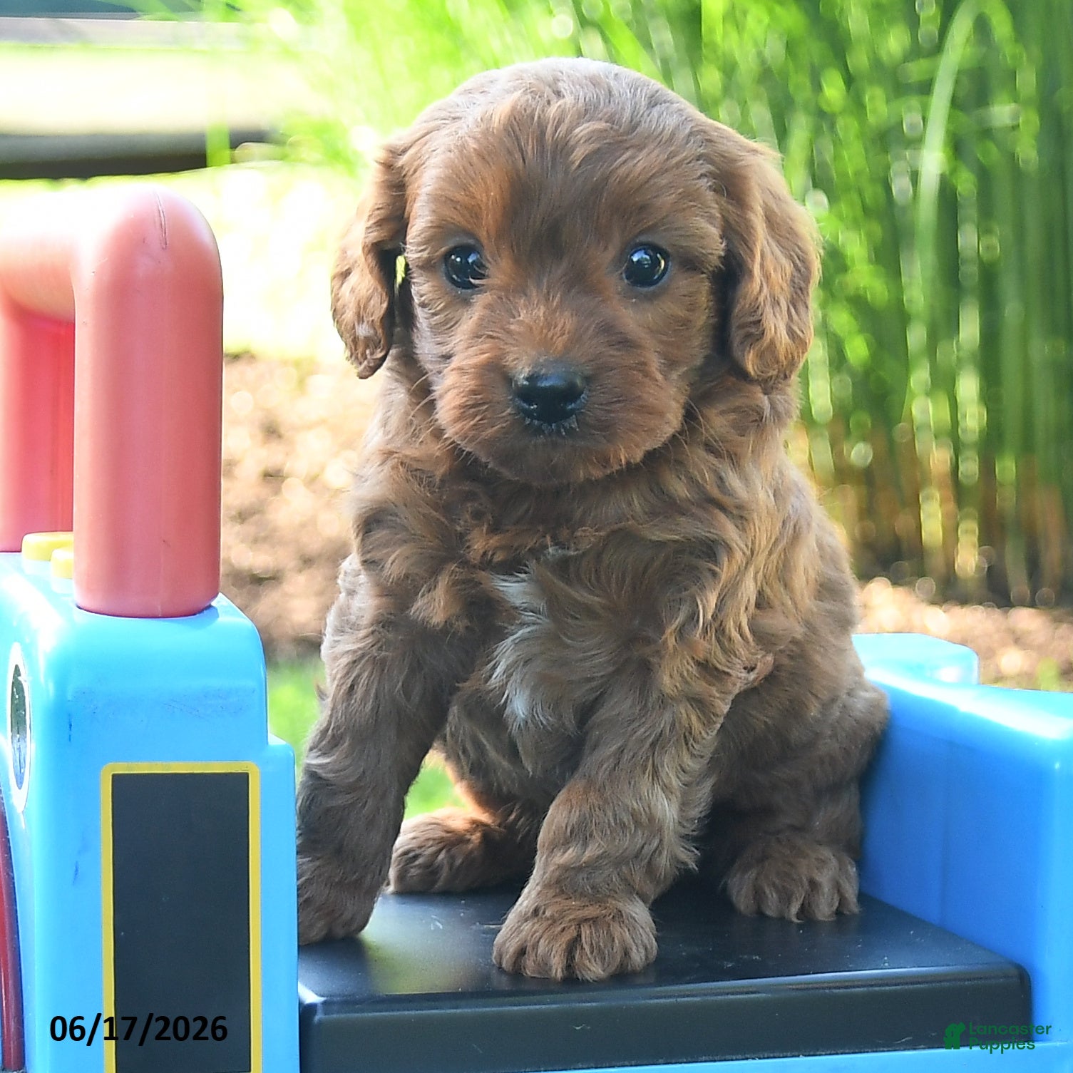 Cavapoo dogs Thomas - Ad 2
