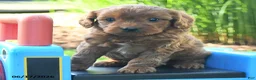 Cavapoo dogs for sale: Thomas - Ad 2