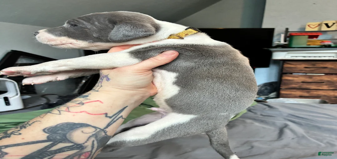 Gallery Image {{count}}