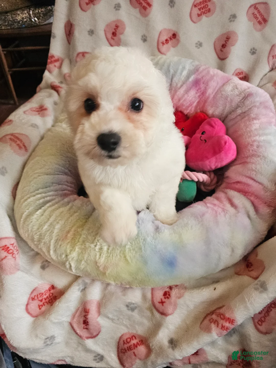 Bichon Frise dogs for sale: Bichon Frise Puppy 1 - Ad 1