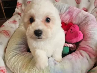 Bichon Frise dogs Bichon Frise Puppy 1 - Ad 7