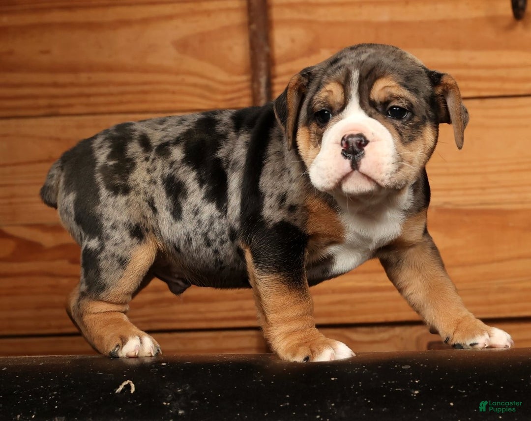 Beabull dogs for sale: Nick - Ad 4