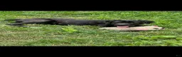 Cane Corso dogs for sale: Cooper - Ad 3