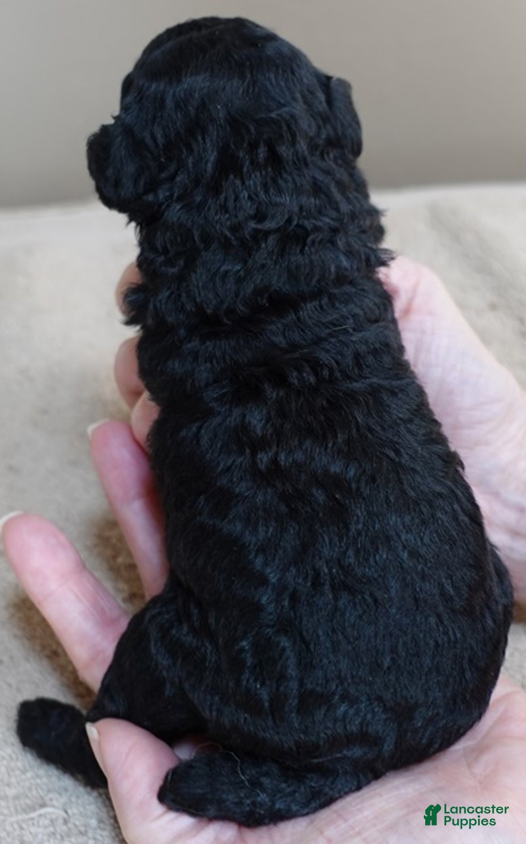 Toy Poodle dogs for sale: Kaida solid black - Ad 15
