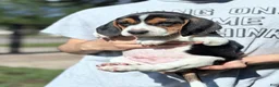 Beagle dogs for sale: Toby  - Ad 5
