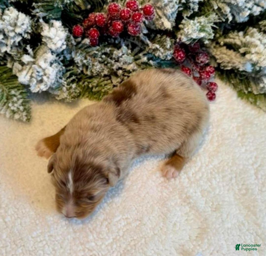 Miniature Australian Shepherd dogs for sale: Uncle Beau - Ad 4