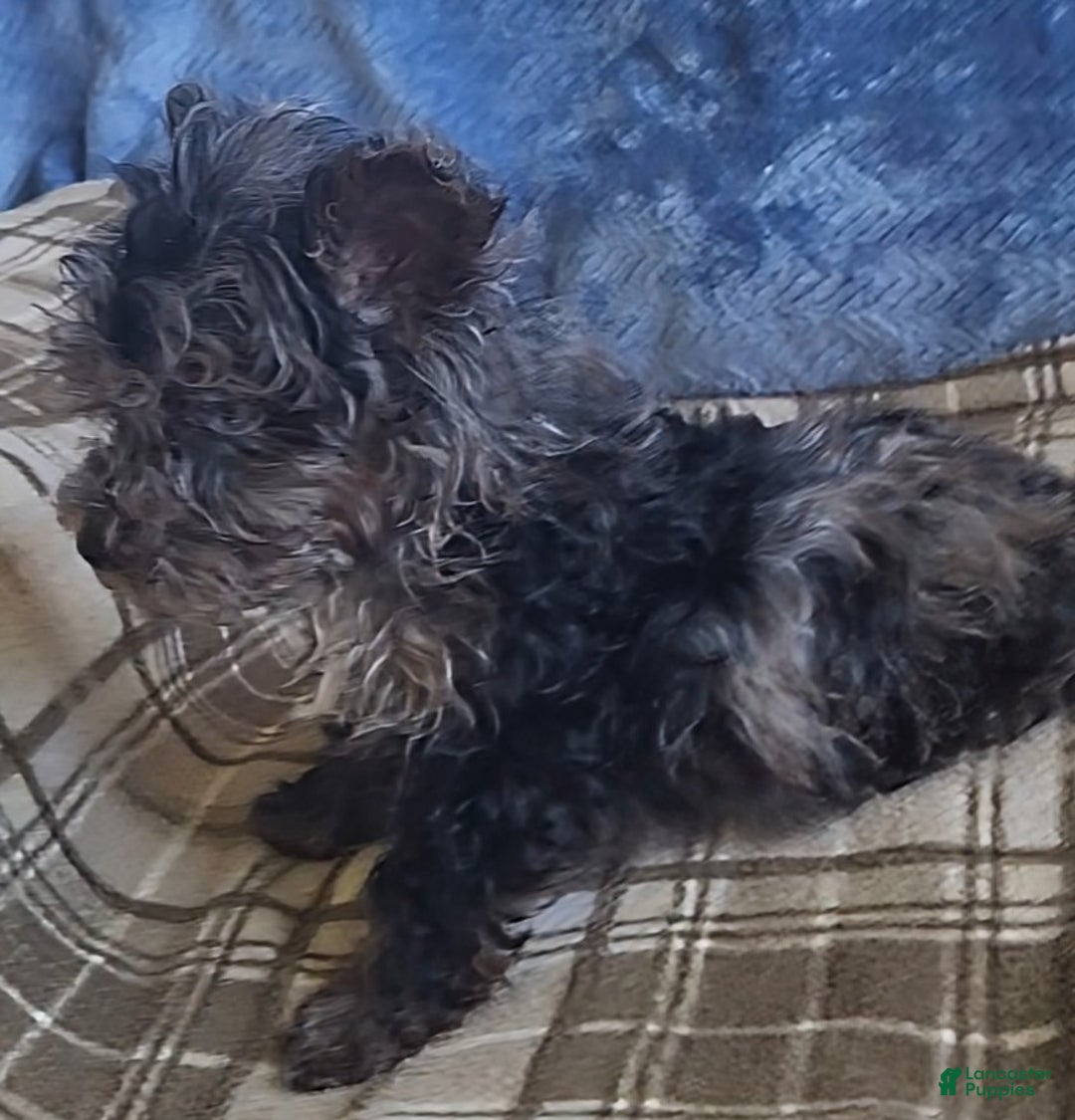 Yorkiepoo dogs for sale: Paul - Ad 8
