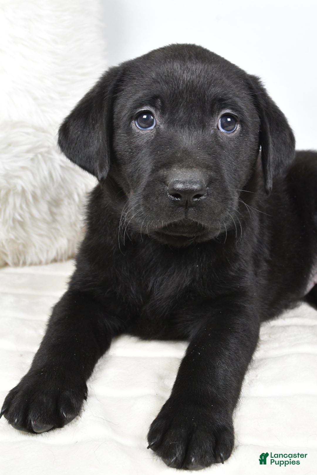 Labrador Retriever dogs for sale: Lucy - Ad 5