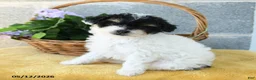 Toy Poodle dogs for sale: Daisy - Ad 4