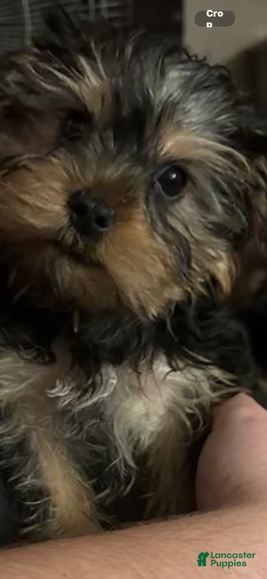Yorkshire Terrier dogs for sale: Yorkshire Terrier Puppy female 2 - Ad 1