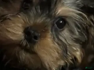 Yorkshire Terrier dogs for sale: Yorkshire Terrier Puppy female 2 - Ad 3