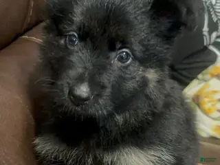 German Shepherd dogs for sale: Vivi - Ad 2