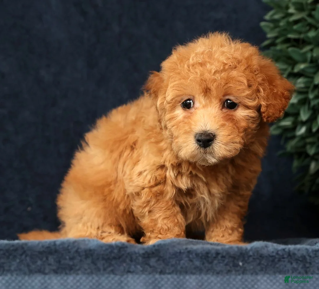 Bichpoo dogs for sale: Hazel - Ad 6