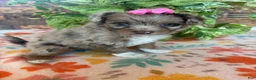 Pomapoo dogs for sale: Pomapoo 3 - Ad 4