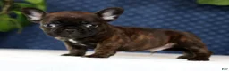 French Bulldog dogs for sale: Hitch - Ad 9