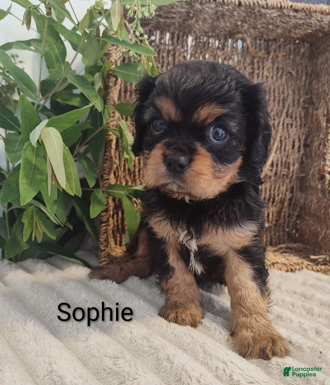 Cavalier King Charles Spaniel dogs for sale: Sophie  - Ad 3