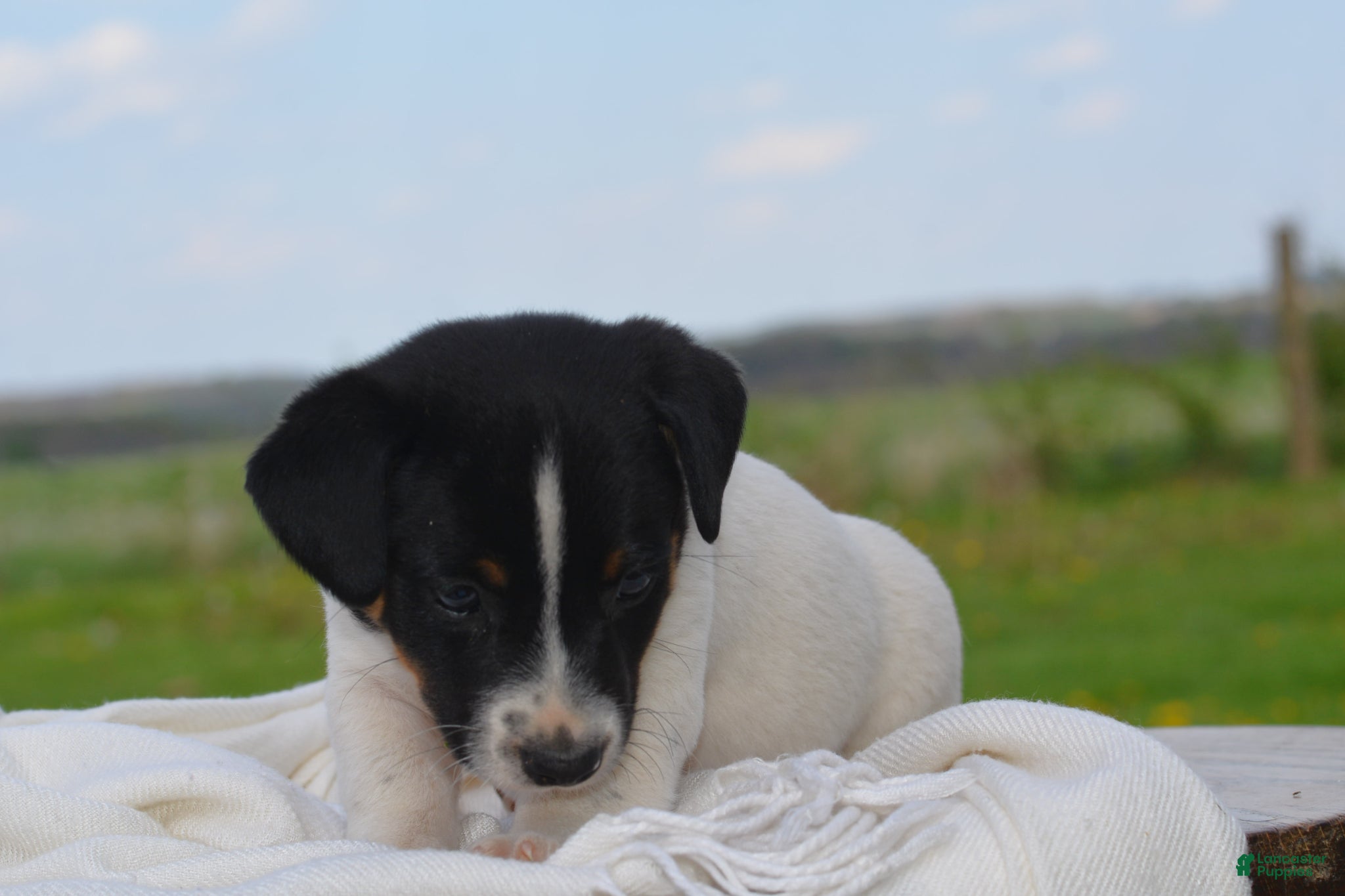 Jack Russell Terrier dogs Mitch - Ad 2