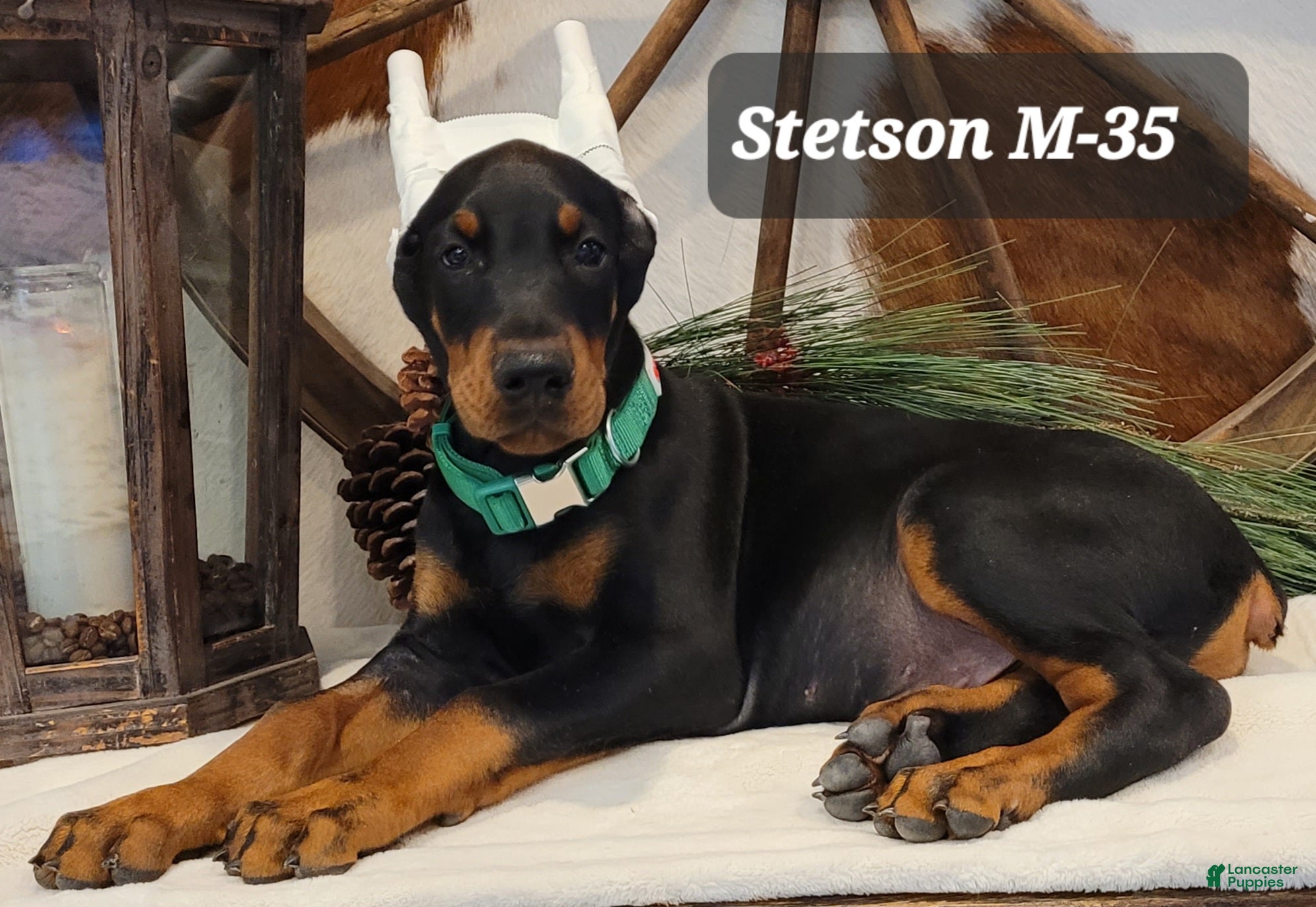 Doberman Pinscher dogs STETSON  - Ad 1