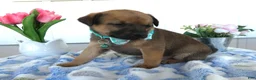 Chihuahua dogs for sale: Chihuahua Puppy 4 Tara - Ad 3